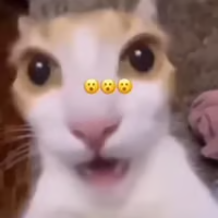:shocked-cat: