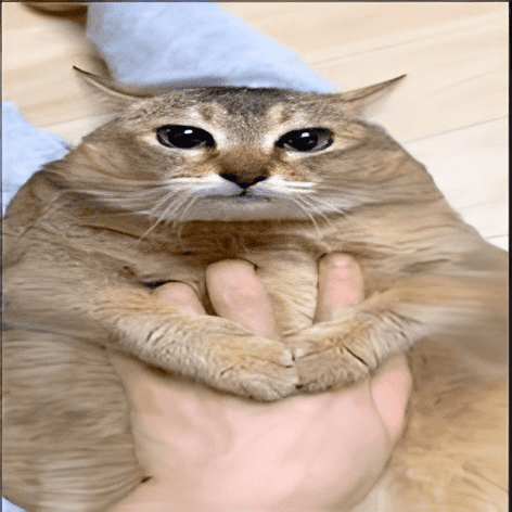 :meimei: