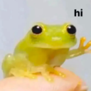 :froghi: