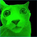 :greencatmeme: