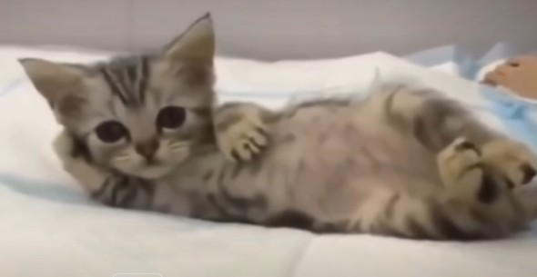 :cat-rizz:
